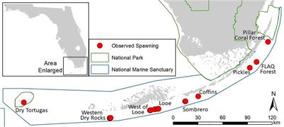 Disparities in Spawning Times Between in situ and ex situ Pillar Corals